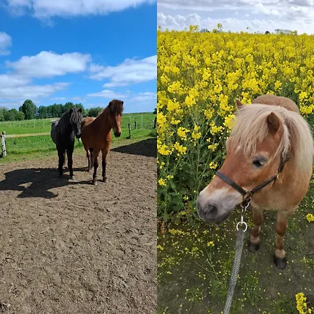 アパート Kornblume - Bauernhof-nordsee-urlaub *